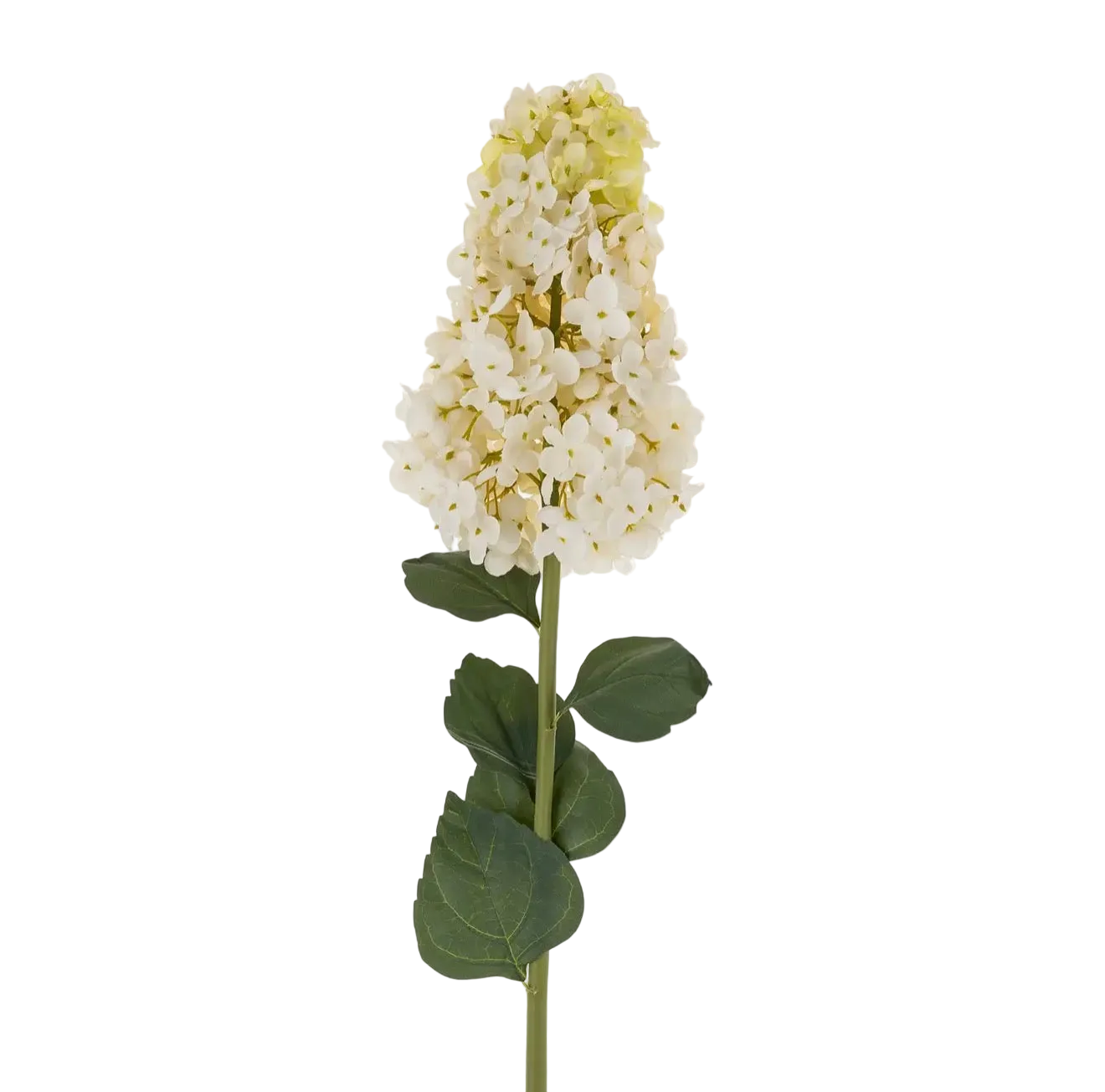 Hydrangea Paniculata Stem