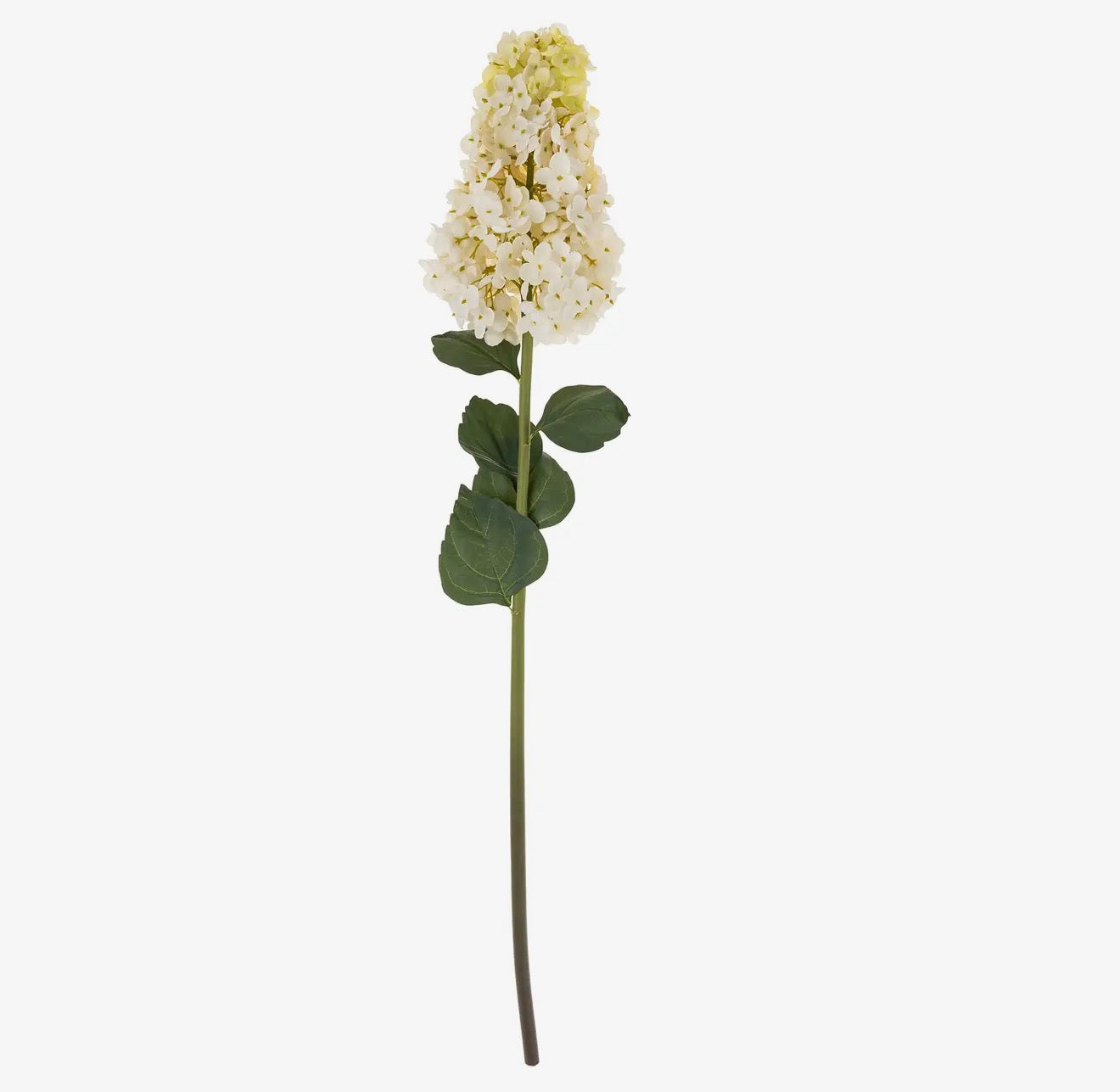 Hydrangea Paniculata Stem