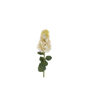 Hydrangea Paniculata Stem